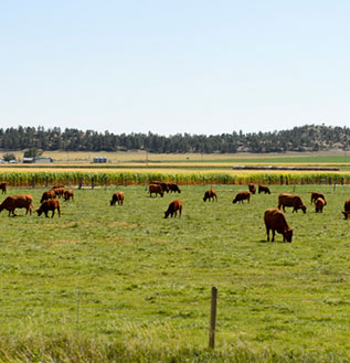 Cows grazing in field